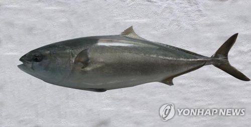 방어 [해양수산부 제공]