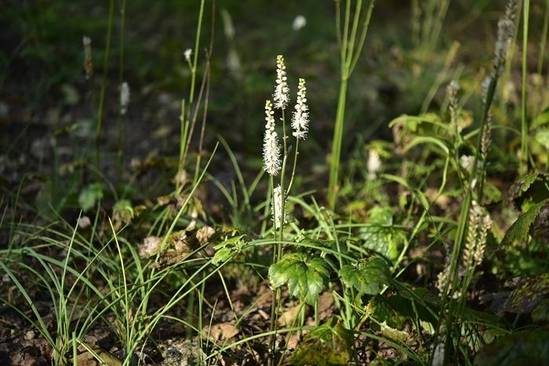 왜승마는 작고 제주도에서만 자란다