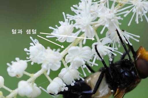 눈빛승마의 꽃대축의 털과 샘털