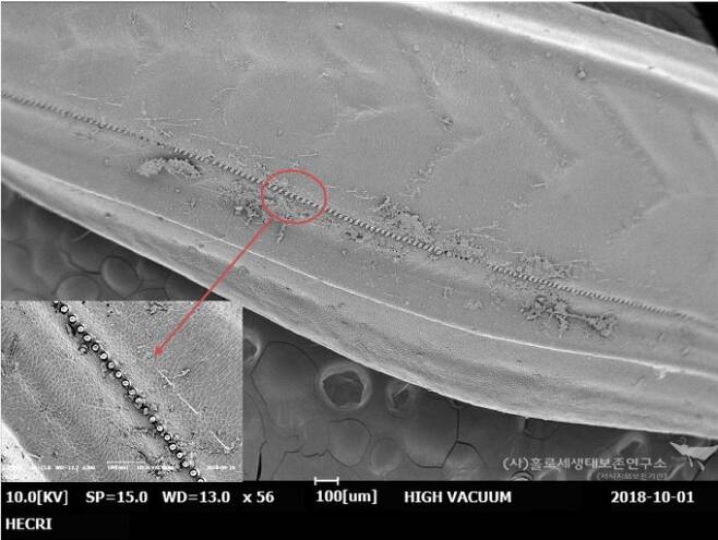 주사전자현미경(SEM)으로 촬영한 청날개애메뚜기 File 