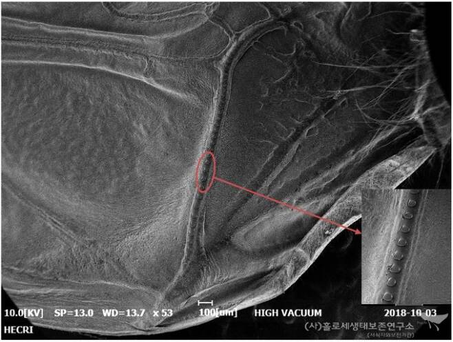 주주사전자현미경(SEM)으로 촬영한 땅강아지 File