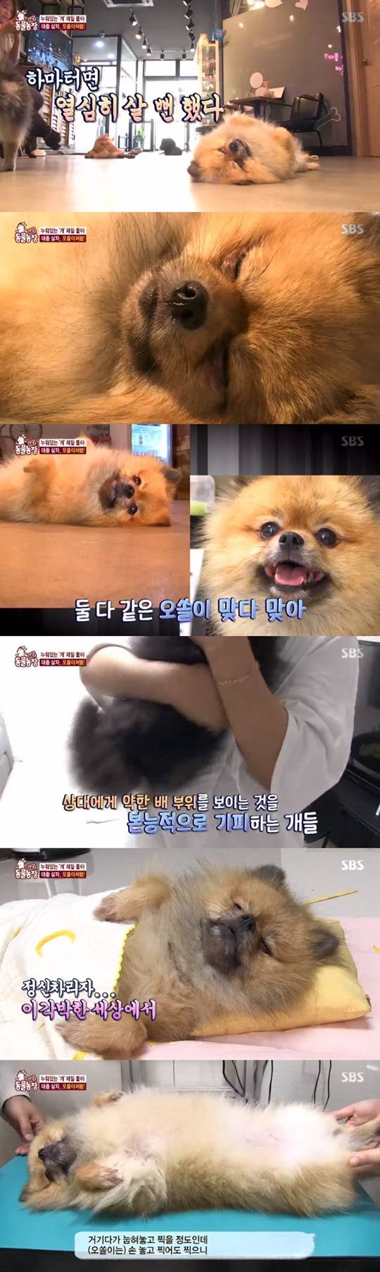 동물농장 오쏠이