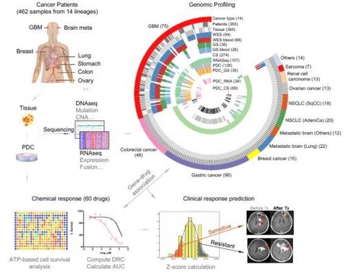 환자유래세포에 대한 약물 반응성을 통한 임상 반응성 예측 알고리즘 제시 (서울=연합뉴스) 14종의 암종으로부터 획득한 462건의 환자종양의 유전체, 전사체 분석 및 종양 스페로이드의 항암제 반응성 결과를 통합 분석해 유전자-약물 상관관계를 규명했다. 종양 스페로이드 약물 반응성 기반의 임상 반응성 예측 알고리즘을 제시하고 검증했다. 2018.10.09. [보건복지부 제공]