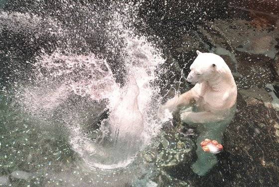 지난 6월 용인 에버랜드에서 열린 여름나기 행사에서 국내에 유일하게 남은 북극곰 통키가 얼음생선,과일 등을 먹으며 놀고 있다. 용인=최승식 기자