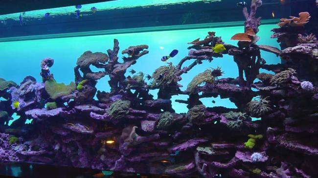 아쿠아플라넷63이 보유한 21톤 산호 수조. 전담 직원이 3년간 관리를 맡아오고 있다. 이 수조에 있는 생물은 특급 대우?를 받는다.
