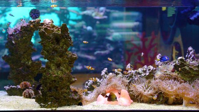 말미잘과 흰동가리는 공생관계인데, 말미잘은 흰동가리에게 안식처를 제공하고 흰동가리는 말미잘을 위한 먹이를 유인하는 역할을 한다.