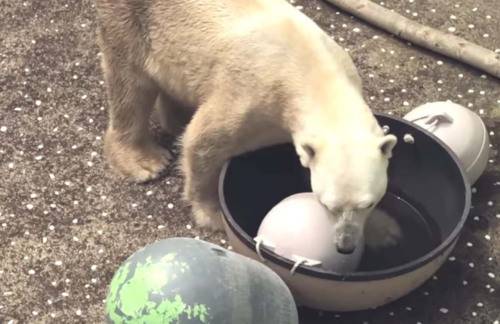 북극곰 통키 생전 모습. 유튜브 케어 캡처