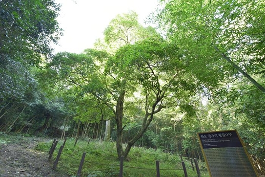 완도 정자리 황칠나무(천연기념물 제479호)