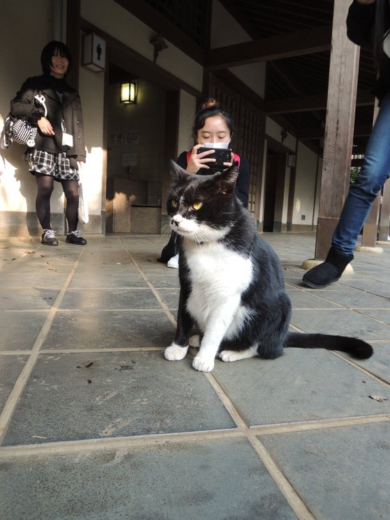 도쿄 근교의 유명 관광지 에노시마에서 만난 길고양이 [정현목 기자]
