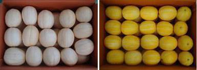 백두꿀참외(왼쪽)와 광복꿀참외.