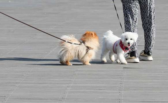 시민들이 서울 마포구 월드컵공원에서 반려견과 함께 산책을 하고 있다. (사진=연합뉴스)