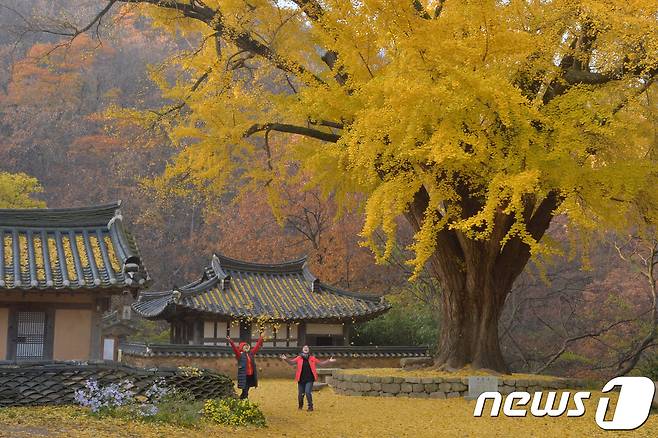 10일 오전 경북 경주시 강동면 운곡서원을 찾은 관광객들이 노란색으로 물든 은행나무 아레에서 추억을 만들고 있다.2018.11.10/뉴스1 © News1 최창호 기자