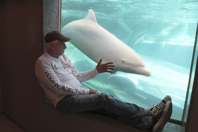 릭 오베리가 2015년 일본 와카야마현 다이지에 있는 다이지고래박물관에서 다이지에서 잡힌 알비노 돌고래 '엔젤'의 상태를 살펴보고 있다. 돌핀프로젝트(www.dolphinproject.com) 제공