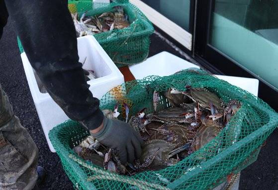 13일 두무진 포구에서 조금전 바다에서 건져 온 꽃게를 옮겨 담는 어민 손길이 분주하다. 이날 꽃게를 100㎏ 수확했는데 이는 전날 500㎏보다 적은 규모다. [사진 박용한]