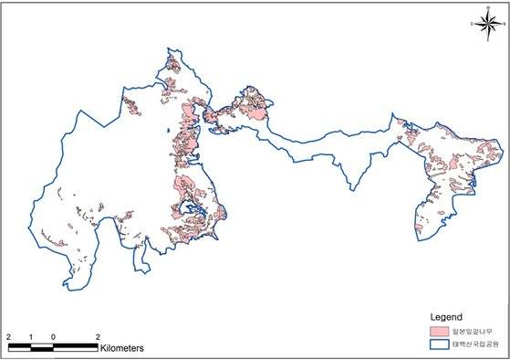 태백산국립공원의 일본잎갈나무 분포 상황 [자료 한국환경생태학회]