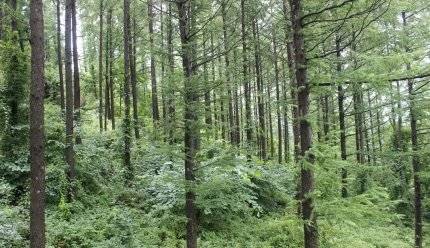 태백산 일본잎갈나무 [사진 한국환경생태학회]