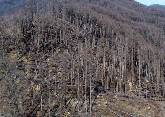 나무에 쓰러진 태백산 일본잎갈나무 숲. [사진 한국환경생태학회]