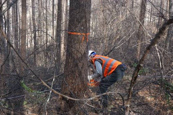 지난 19일 환경부와 산림청이 태백산국립공원 일본잎갈나무 솎아베기 예비사업을 시작됐다. 작업자가 벌목 대상으로 표시된 나무를 전기톱으로 벌목하고 있다. [사진 국립공원관리공단]