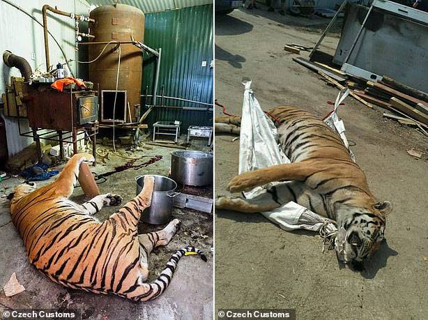 체코서 ‘불법 호랑이 농장’ 적발…뼈 1g당 7만원에 팔려