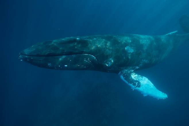 약 3300만년 전 생존했던 이빨과 수염이 모두 없는 고래의 화석이 발견됐다. 가장 오래된 수염고래의 화석이 2500만 년 전으로 확인돼 있기때문에 최초의 수염고래는 약 3300만 년 전에서 2500만 년 전 사이에 탄생했을 것으로 추정된다.-게티이미지뱅크 제공