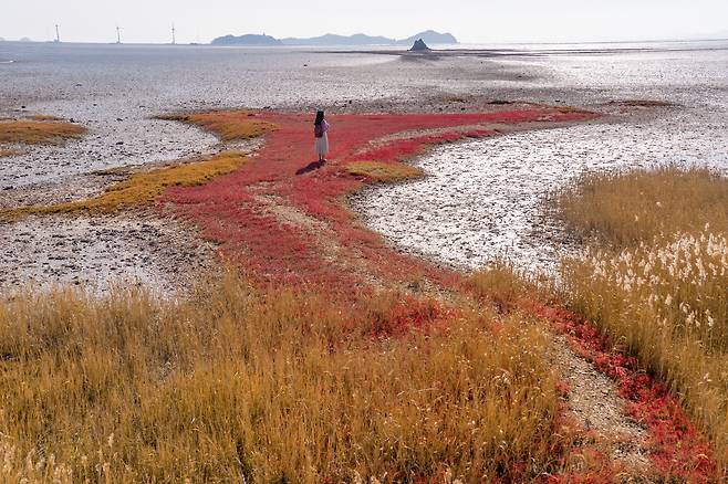 안산 대부도 대부해솔길 6코스. 이하 한국관광공사 제공