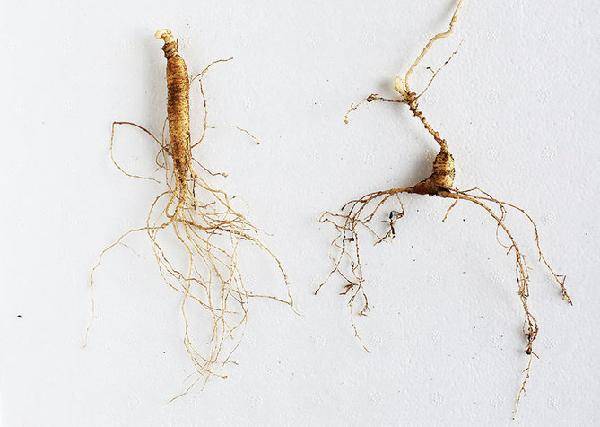 [월간산]장뇌삼과 산삼(오른쪽). 장뇌삼은 인삼의 뿌리, 즉 사람 모양에 가깝고 뇌두가 짧다. 산삼은 뇌두가 길고 전형적인 인삼 뿌리와는 모양이 다르다.