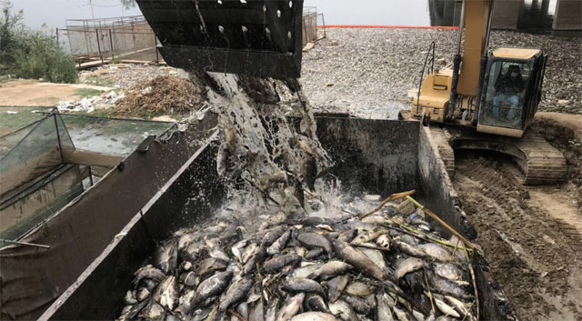 10월부터 두 달 동안 이라크 전역에서 정확한 원인을 알지 못하는 물고기 떼죽음 사태가 계속되고 있다. 죽은 채 수면 위로 떠오른 물고기들을 굴착기로 퍼내야 할 정도다. AP 뉴시스