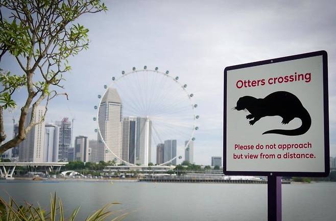 도심에 사는 수달을 보호하기 위해 표지판을 만든 싱가포르. 서울대공원 동물원 제공