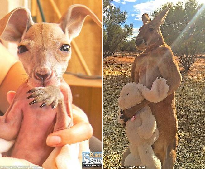 12년 전 크리스 반스에게 구조된 새끼 캥거루 로저(왼쪽)와 완전히 성장해 무리를 이끌고 있지만 여전히 토끼 인형 껴안기를 좋아하는 로저의 모습.