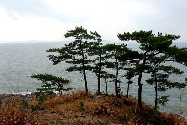 오면 민망하고 아니 오면 서글픈 사랑이여