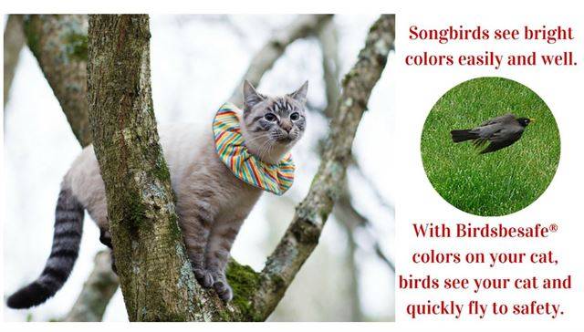 해외에서는 야생조류 보호를 위해 고양이의 목에 색깔 있는 목도리를 둘러줌으로써 사냥률을 낮추는 방법도 개발됐다. 버드비세이프 홈페이지 캡처
