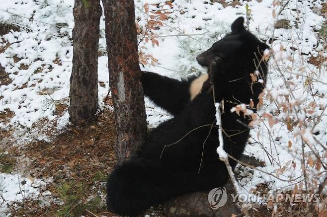동면을 앞둔 지리산 반달가슴곰.  | 국립공원관리공단 제공