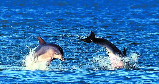 겨울 햇살을 받아 반짝이는 제주도 푸른 바다에 남방큰돌고래가 솟구친다. 물보라를 일으키며 잠시 모습을 보인 남방큰돌고래는 마법처럼 우리 곁을 스쳐 다시 바다로 사라진다. 마법이 풀린 바다는 다시 고요함을 되찾는다.