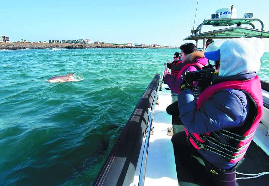 고래연구센터 직원들이 제주도 남서쪽 연안에서 배를 타고 돌고래를 관찰하고 있다.