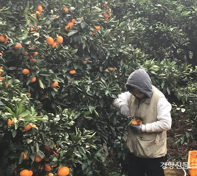기자가 농장에서 귤 수확 체험을 하고 있다