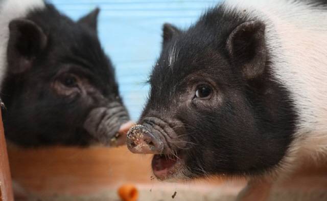 ‘황금돼지의 해’ 왜 황금이 붙을까? 황금 돼지띠 유명인사는?