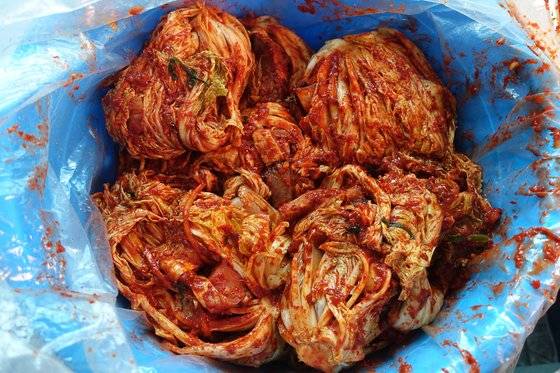 담그는 과정을 마치고 통에 담은 명태김치. 상온에서 40일 익혀야 살이 삭아 제 맛이 난다.