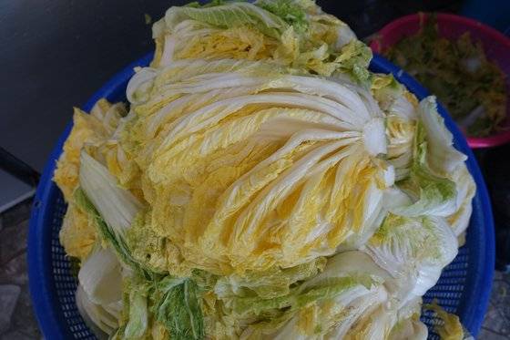 배추를 13시간 절였지만 가운데 두꺼운 줄기는 생생하다. 명태김치는 40일 이상 숙성해야 하므로 배추를 푹 절이면 줄기가 무르기 때문에 약하게 절인다.