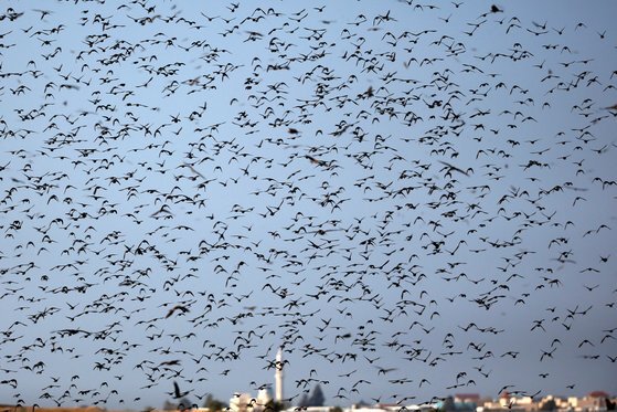 새헤 첫 날인 1일(현지시간) 찌르레기가 이스라엘 남부 라하트 지역 하늘에서 군무를 펼치고 있다. [로이터=연합뉴스]