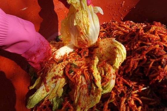 김칫소를 배추 줄기 사이에 넣어 양념을 버무리고 있다. 안쪽으로 명태 한 토막이 들어갔다. 줄기의 질감이 다른 지역보다 약하게 절인 상태를 보여준다. 나물류를 흩뿌리듯 양념을 버무린다.