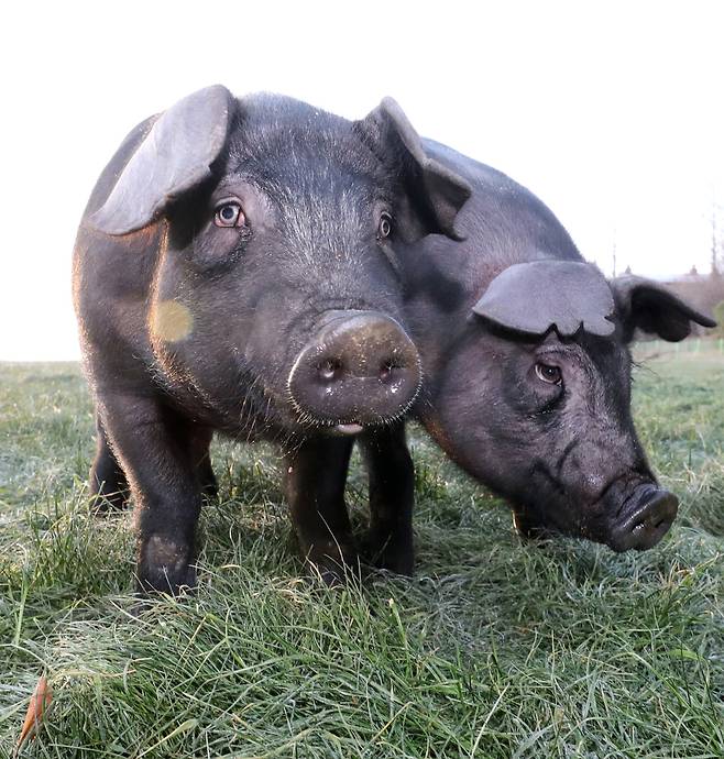충남 천안시 국립축산과학원 축산자원개발부에서 기르는 흑돈. 기해년은 황금돼지띠의 해이다. 돼지는 예로부터 다산을 상징했다.[뉴스1]