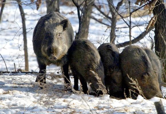 멧돼지. 집에서 기르는 돼지의 야생 원종이다. 돼지와 멧돼지가 같은 종이라는 의미다. [중앙포토]