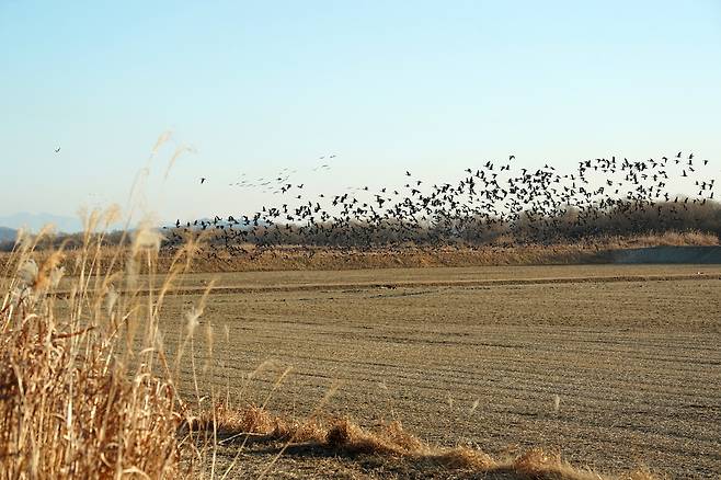 추수가 끝나 텅빈 경기도 고양시 장항습지 안 농경지에 큰기러기 등 겨울철새 수천마리가 찾아와 날갯짓을 하고 있다.