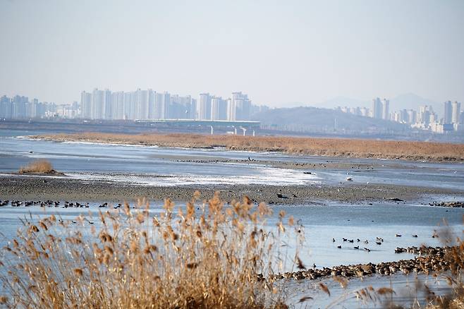 고양시 장항습지가 잇단 퇴적으로 육지화가 급속히 진행돼 강 중간인 김포시 경계 지점까지 갈대숲이 새로 조성됐다.