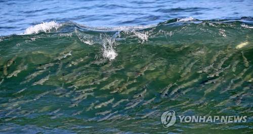 강릉 해변에 나타난 숭어 떼 (강릉=연합뉴스) 양지웅 기자 = 8일 강원 강릉시의 한 해변에 숭어 떼가 나타나 눈길을 끌고 있다. 2019.1.8 yangdoo@yna.co.kr
