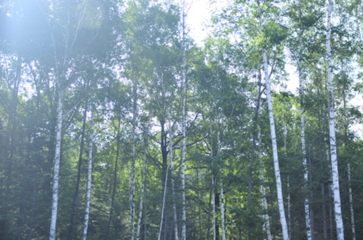 백두산 높지 않은 곳의 자작나무 숲