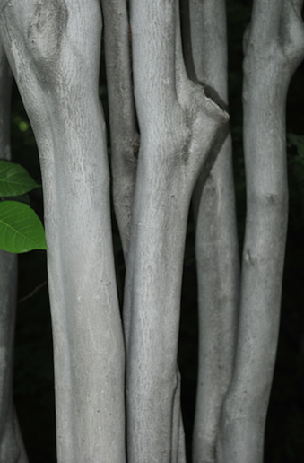 사람주나무의 매끄러운 껍질(홍릉수목원)