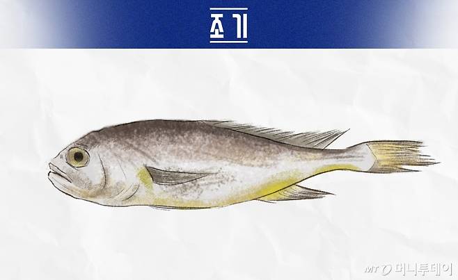 조기/이미지=머니투데이