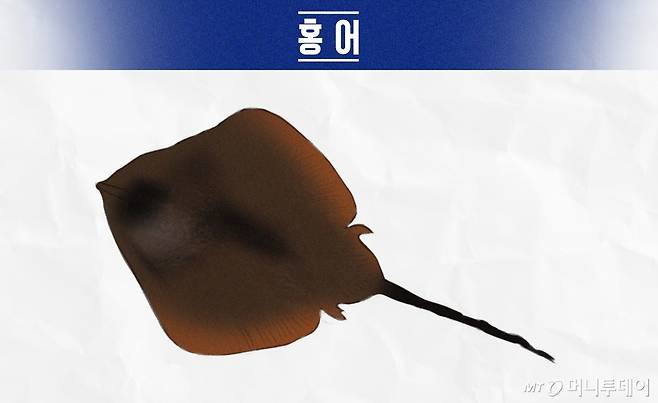 홍어/이미지=머니투데이