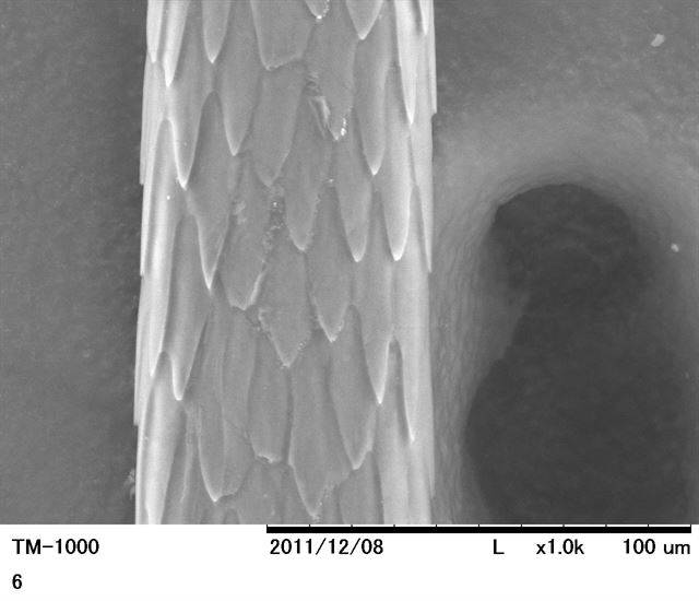 등줄쥐 털의 큐티클. 국립생태원 제공